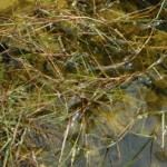 Stems and branches trailing in the water
