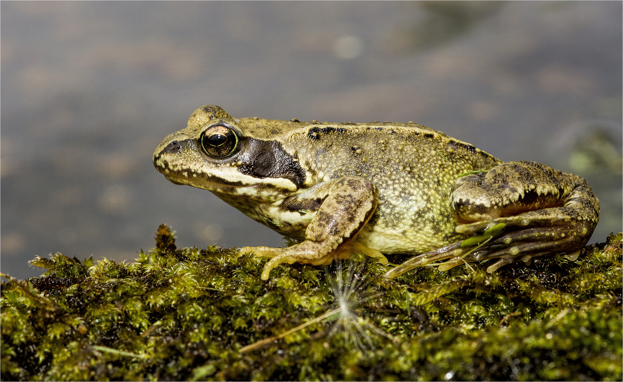 Common Frog (Rana temporaria) - Freshwater Habitats TrustFreshwater  Habitats Trust