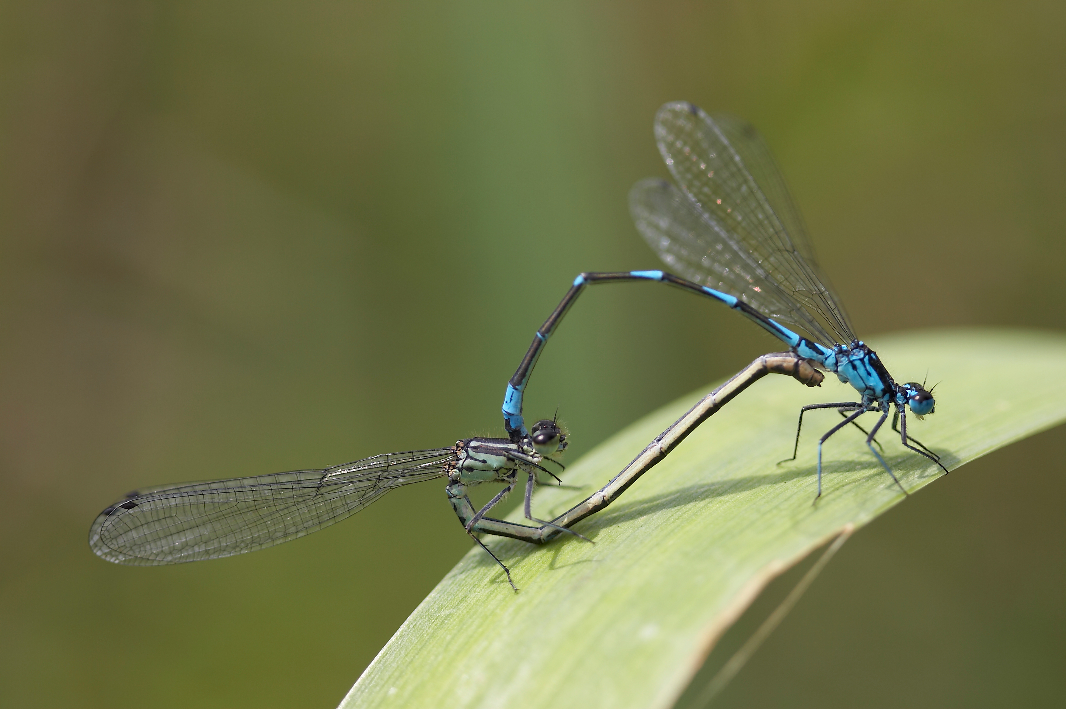 a research group has discovered that damselflies