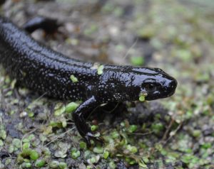 A Great crested Newt, the focal species of the Newt Partnership