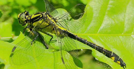 Close up of a Common Clubtail dragonfly on a leaf.